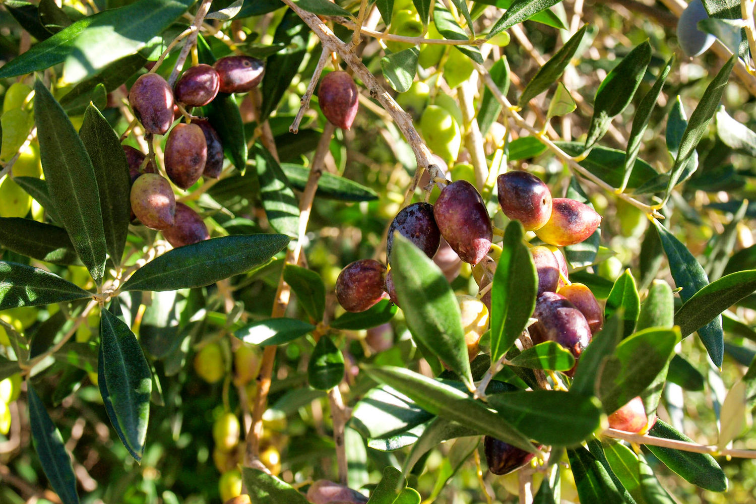 Olives Crete