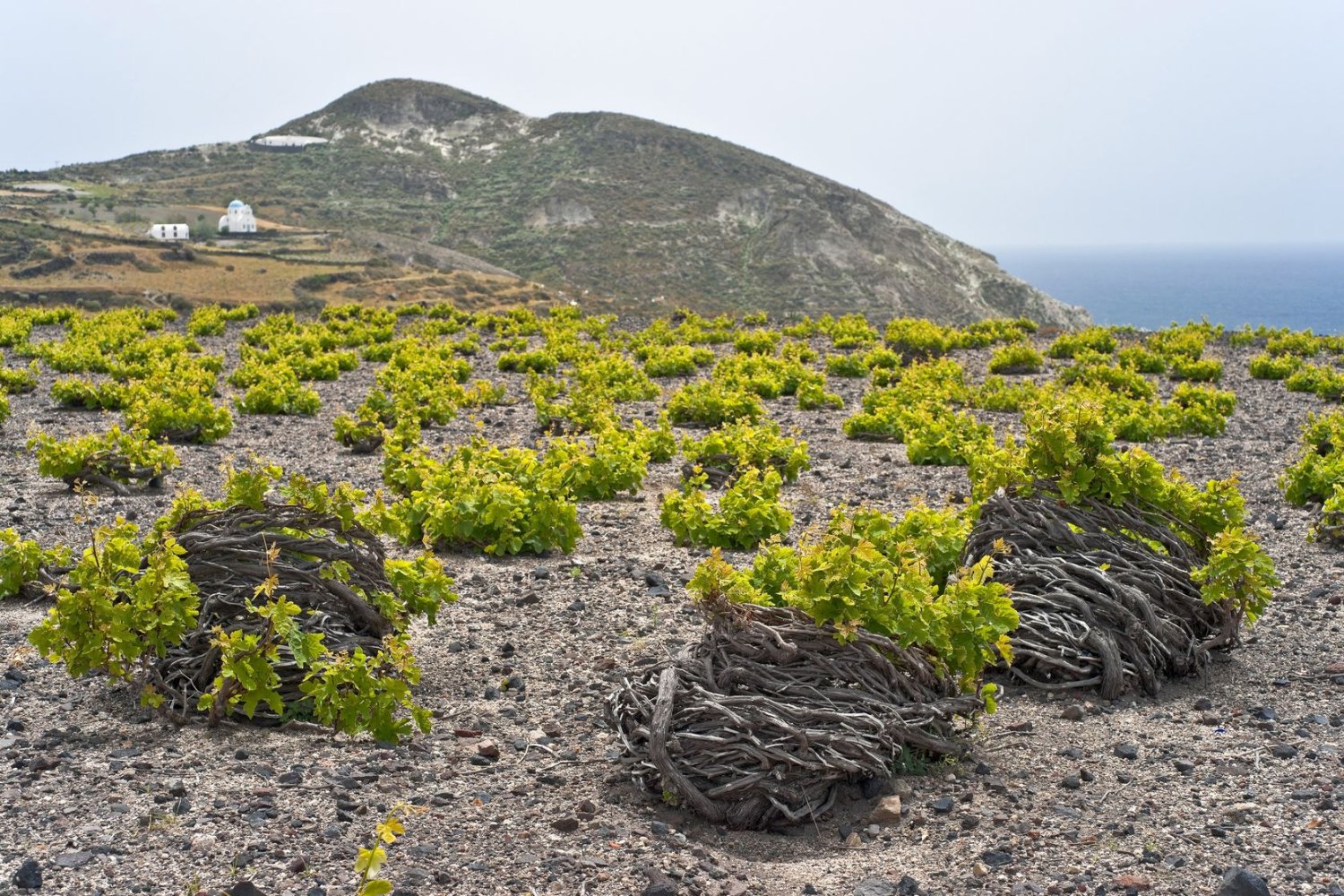 Santorini volcanic vineyards