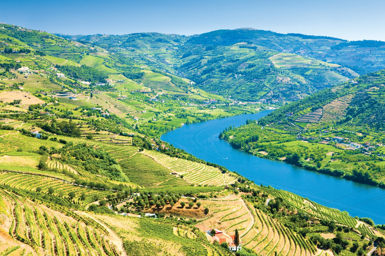 vineyards in Douro valley