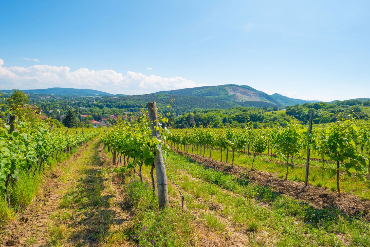vineyards near vienna